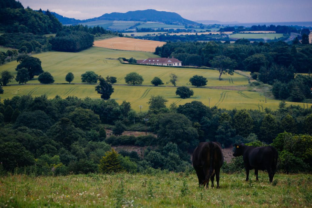 Aberdeen Angus boerderij