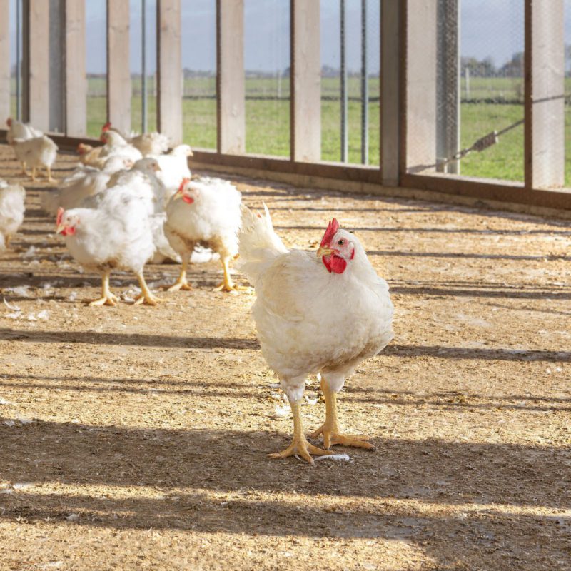 Boerderijkip in stal